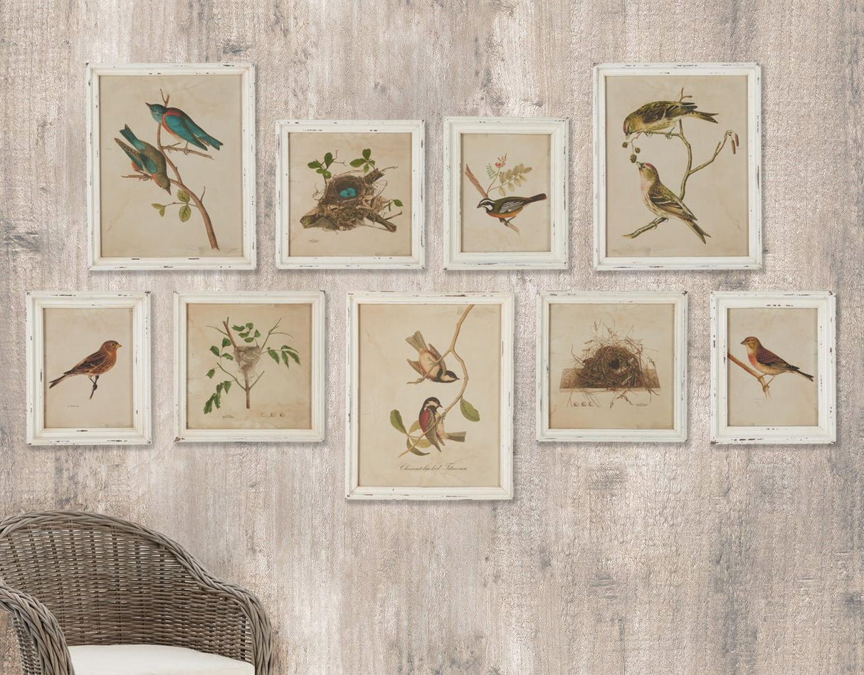 Napa Antique Cream FRAMED AVIARY BIRD & NEST HABITAT PRINTS, SET OF 9