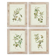 Napa Whitewash FRAMED OLIVE LEAF BOTANICAL PRINTS, SET OF 4