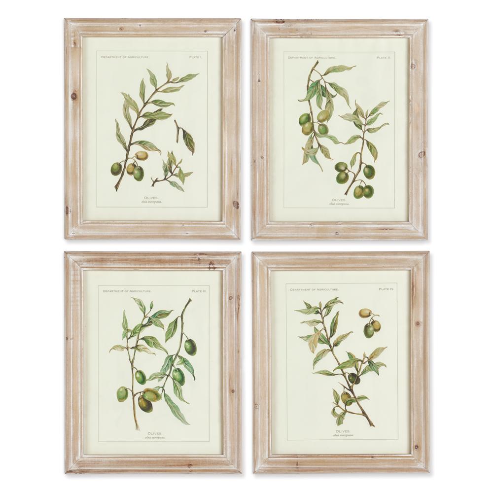 Napa Whitewash FRAMED OLIVE LEAF BOTANICAL PRINTS, SET OF 4