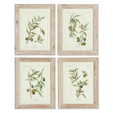 Napa Whitewash FRAMED OLIVE LEAF BOTANICAL PRINTS, SET OF 4