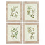 Napa Whitewash FRAMED OLIVE LEAF BOTANICAL PRINTS, SET OF 4