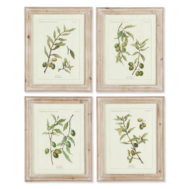 Napa Whitewash FRAMED OLIVE LEAF BOTANICAL PRINTS, SET OF 4