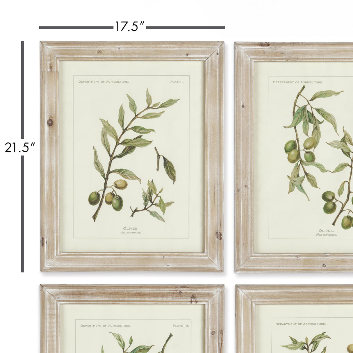 Napa Whitewash FRAMED OLIVE LEAF BOTANICAL PRINTS, SET OF 4
