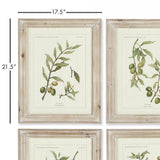 Napa Whitewash FRAMED OLIVE LEAF BOTANICAL PRINTS, SET OF 4
