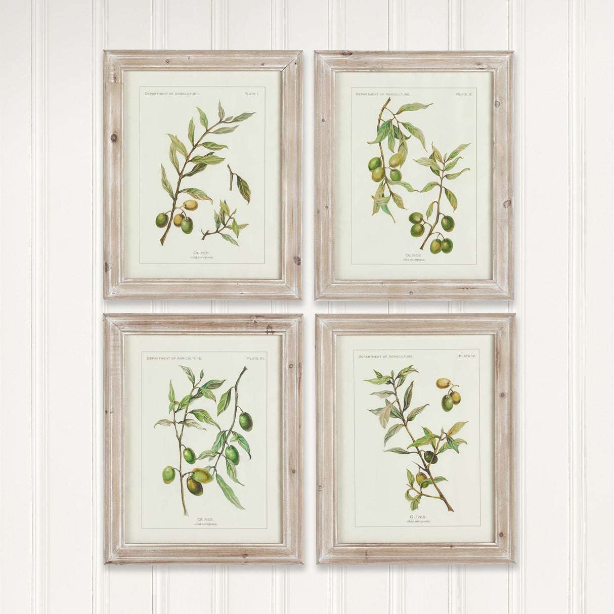 Napa Whitewash FRAMED OLIVE LEAF BOTANICAL PRINTS, SET OF 4