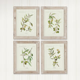 Napa Whitewash FRAMED OLIVE LEAF BOTANICAL PRINTS, SET OF 4
