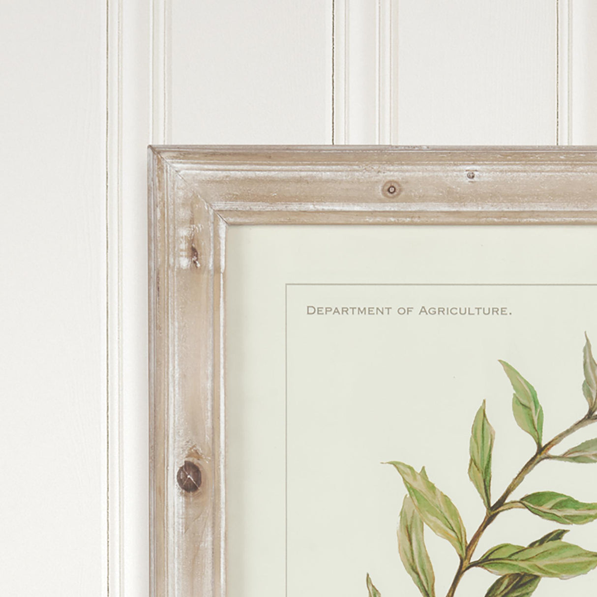 Napa Whitewash FRAMED OLIVE LEAF BOTANICAL PRINTS, SET OF 4