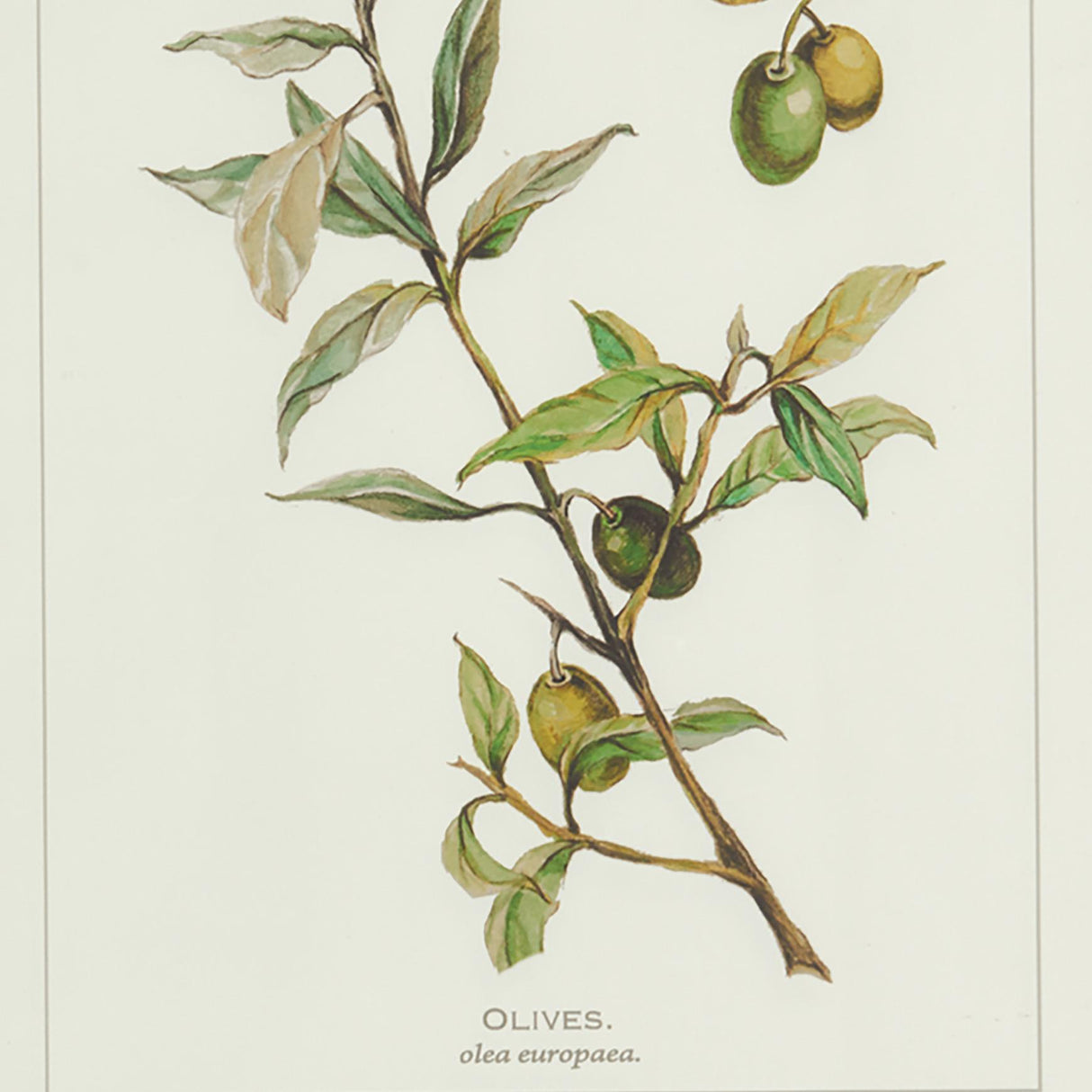 Napa Whitewash FRAMED OLIVE LEAF BOTANICAL PRINTS, SET OF 4
