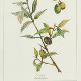 Napa Whitewash FRAMED OLIVE LEAF BOTANICAL PRINTS, SET OF 4