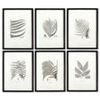 Napa  FRAMED GRAY-TONE FERN PRINTS, SET OF 6