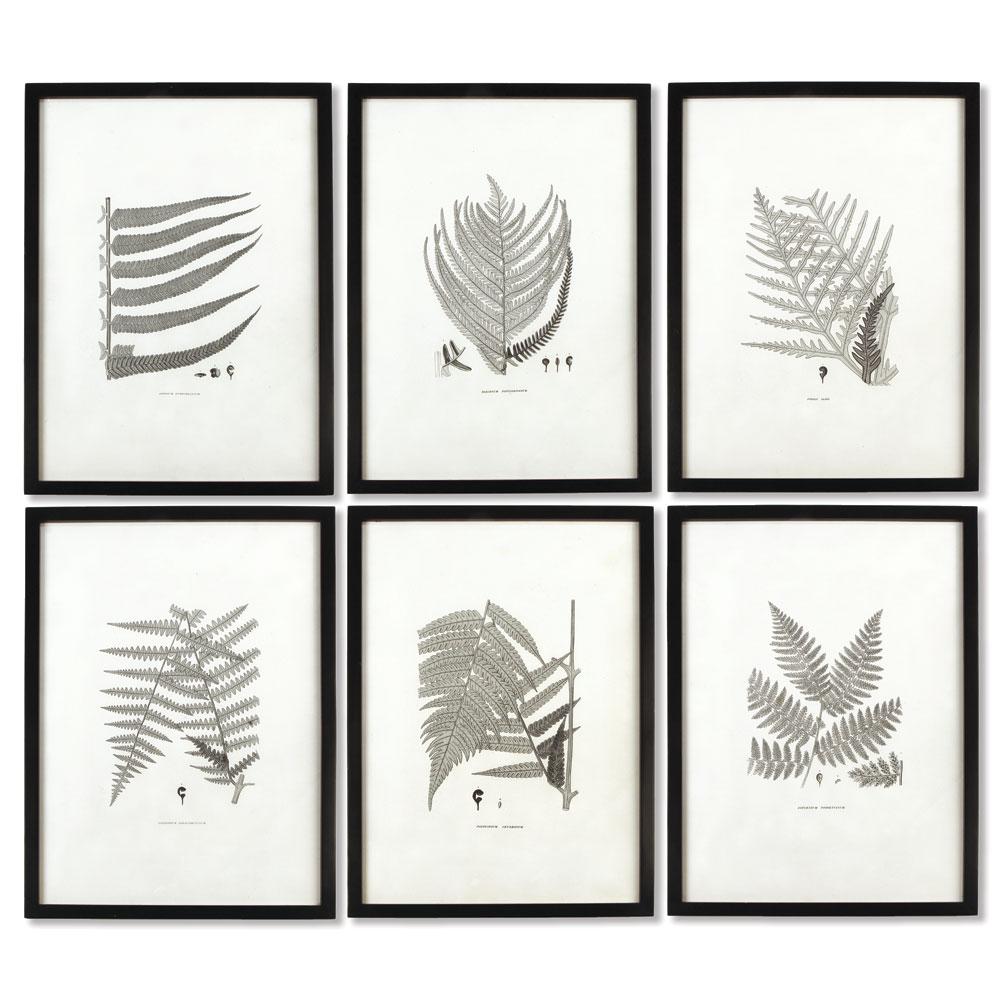 Napa  FRAMED GRAY-TONE FERN PRINTS, SET OF 6