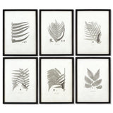 Napa  FRAMED GRAY-TONE FERN PRINTS, SET OF 6