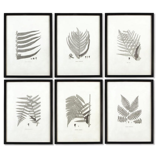 Napa  FRAMED GRAY-TONE FERN PRINTS, SET OF 6