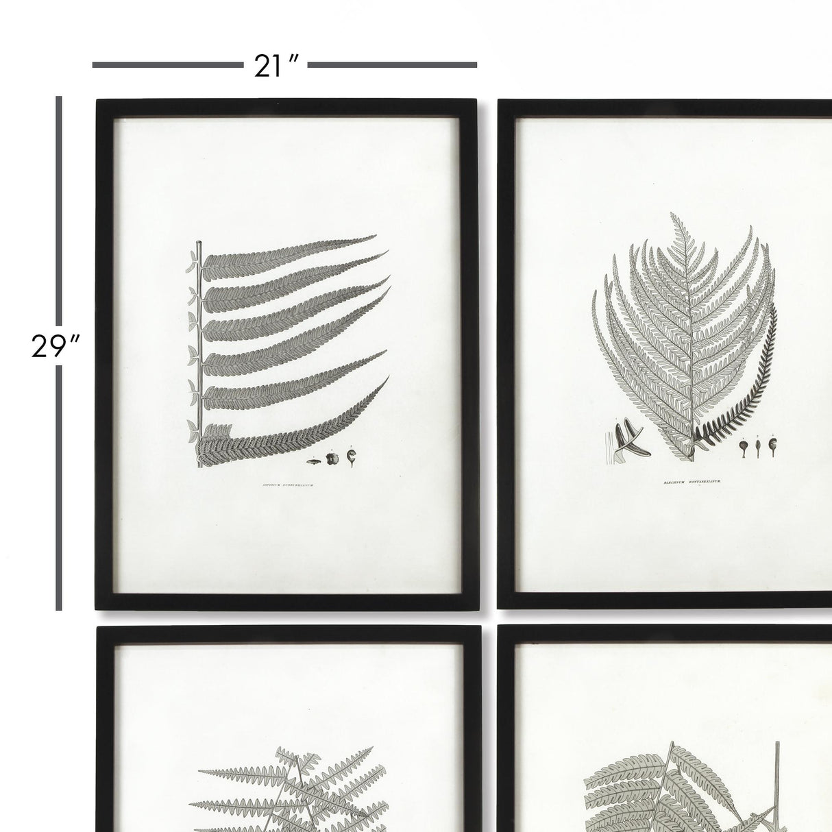 Napa  FRAMED GRAY-TONE FERN PRINTS, SET OF 6