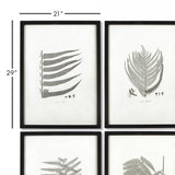Napa  FRAMED GRAY-TONE FERN PRINTS, SET OF 6