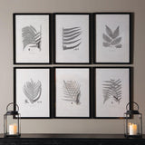 Napa  FRAMED GRAY-TONE FERN PRINTS, SET OF 6