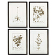 Napa  FRAMED SEPIA-TONE BOTANICAL PRINTS, SET OF 4