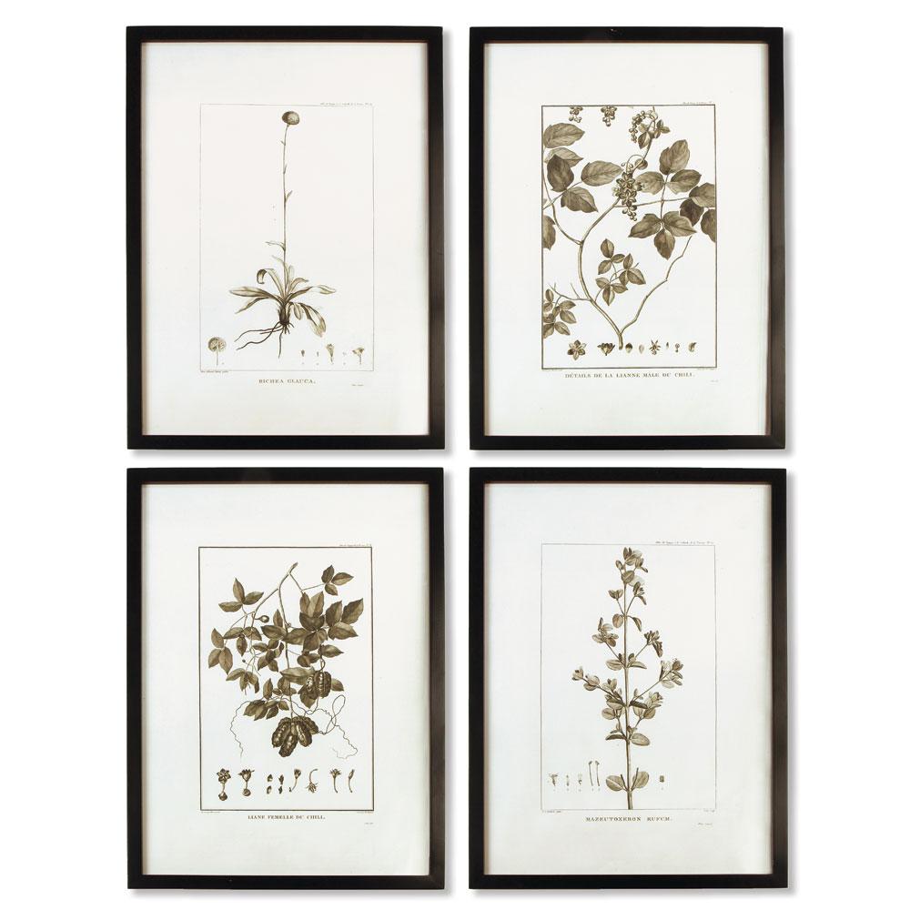Napa  FRAMED SEPIA-TONE BOTANICAL PRINTS, SET OF 4