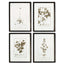 Napa  FRAMED SEPIA-TONE BOTANICAL PRINTS, SET OF 4