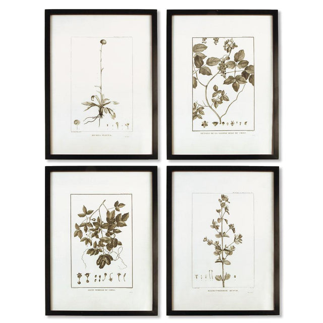Napa  FRAMED SEPIA-TONE BOTANICAL PRINTS, SET OF 4