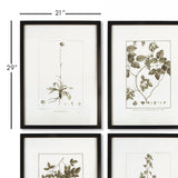 Napa  FRAMED SEPIA-TONE BOTANICAL PRINTS, SET OF 4