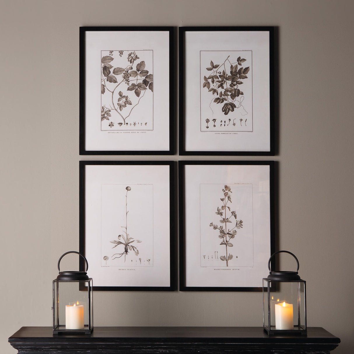Napa  FRAMED SEPIA-TONE BOTANICAL PRINTS, SET OF 4