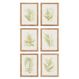 Napa  FRAMED FERN STUDY, SET OF 6