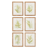 Napa  FRAMED FERN STUDY, SET OF 6