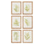 Napa  FRAMED FERN STUDY, SET OF 6