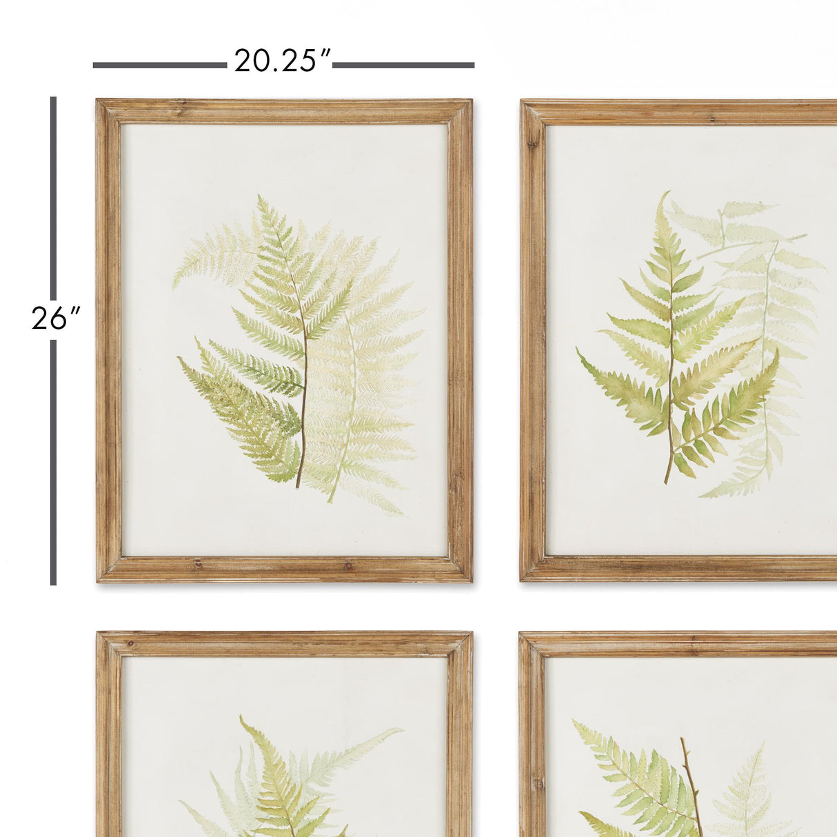 Napa  FRAMED FERN STUDY, SET OF 6