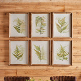 Napa  FRAMED FERN STUDY, SET OF 6