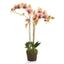 Napa Speckled Pink PHALAENOPSIS ORCHID DROP-IN 32"
