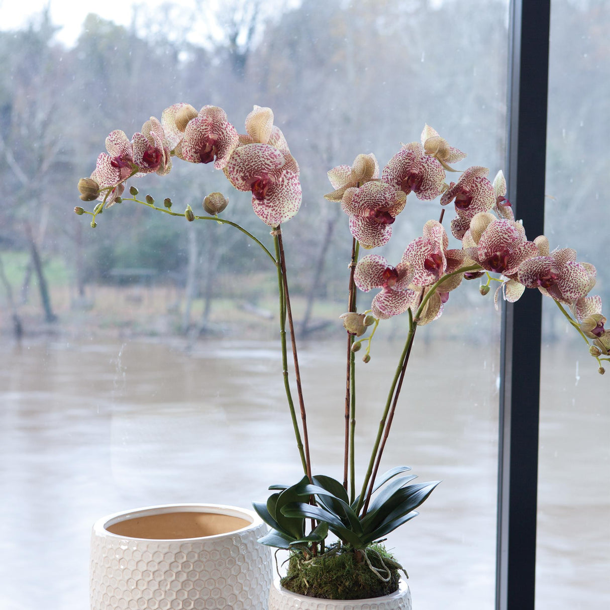 Napa Speckled Pink PHALAENOPSIS ORCHID DROP-IN 32"
