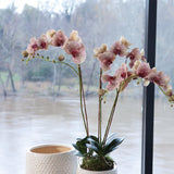 Napa Speckled Pink PHALAENOPSIS ORCHID DROP-IN 32"