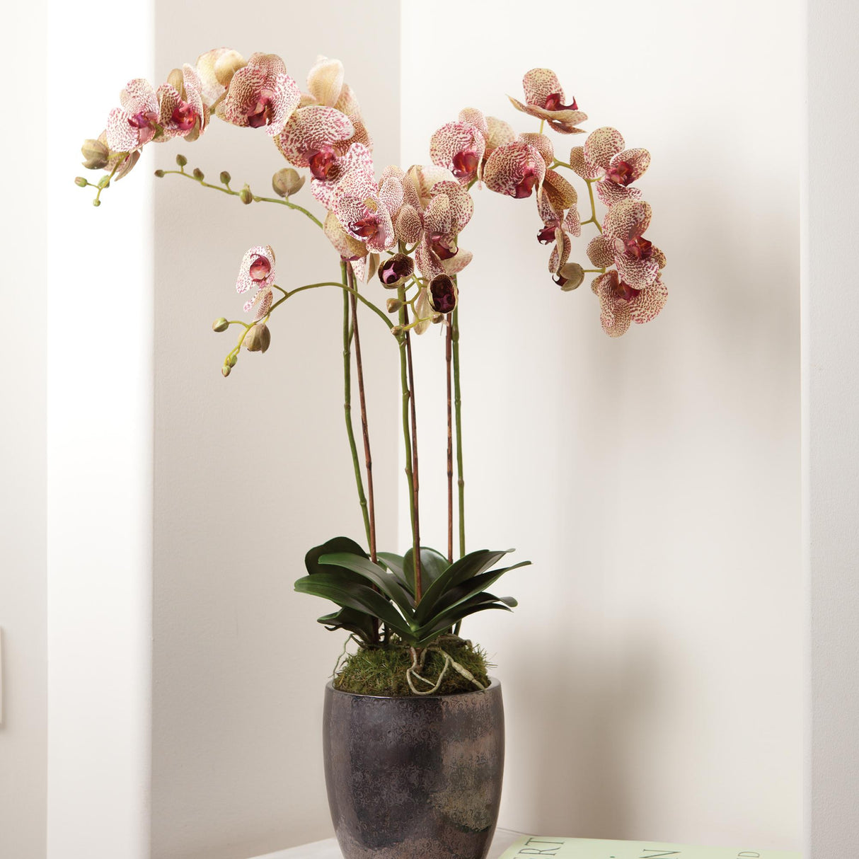 Napa Speckled Pink PHALAENOPSIS ORCHID DROP-IN 32"