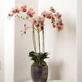 Napa Speckled Pink PHALAENOPSIS ORCHID DROP-IN 32"