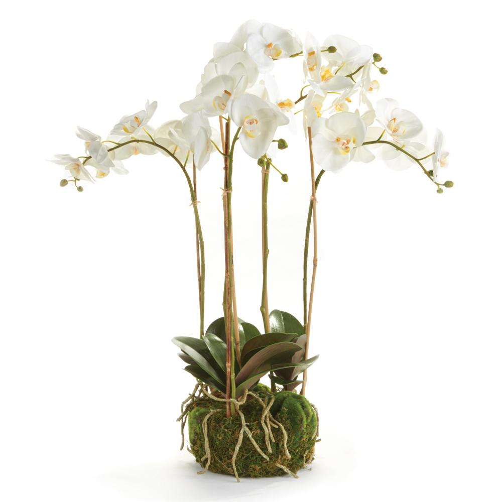 Napa Phalaenopsis Orchid Bowl