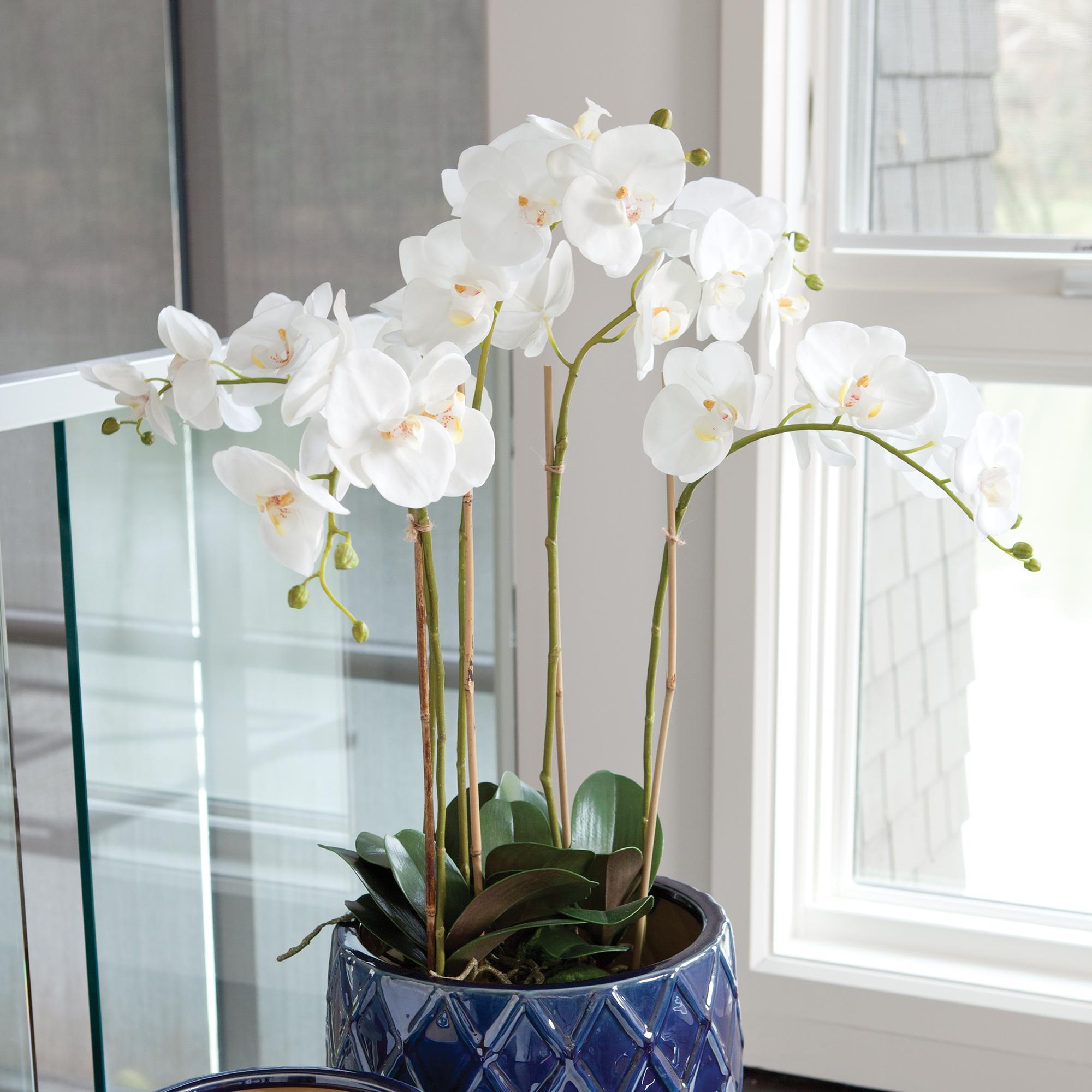 Napa Phalaenopsis Orchid Bowl - Thumbnail 4