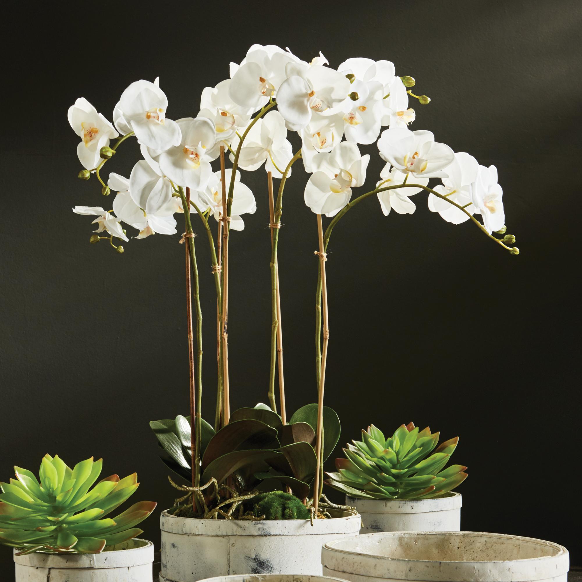 Napa Phalaenopsis Orchid Bowl - Thumbnail 2