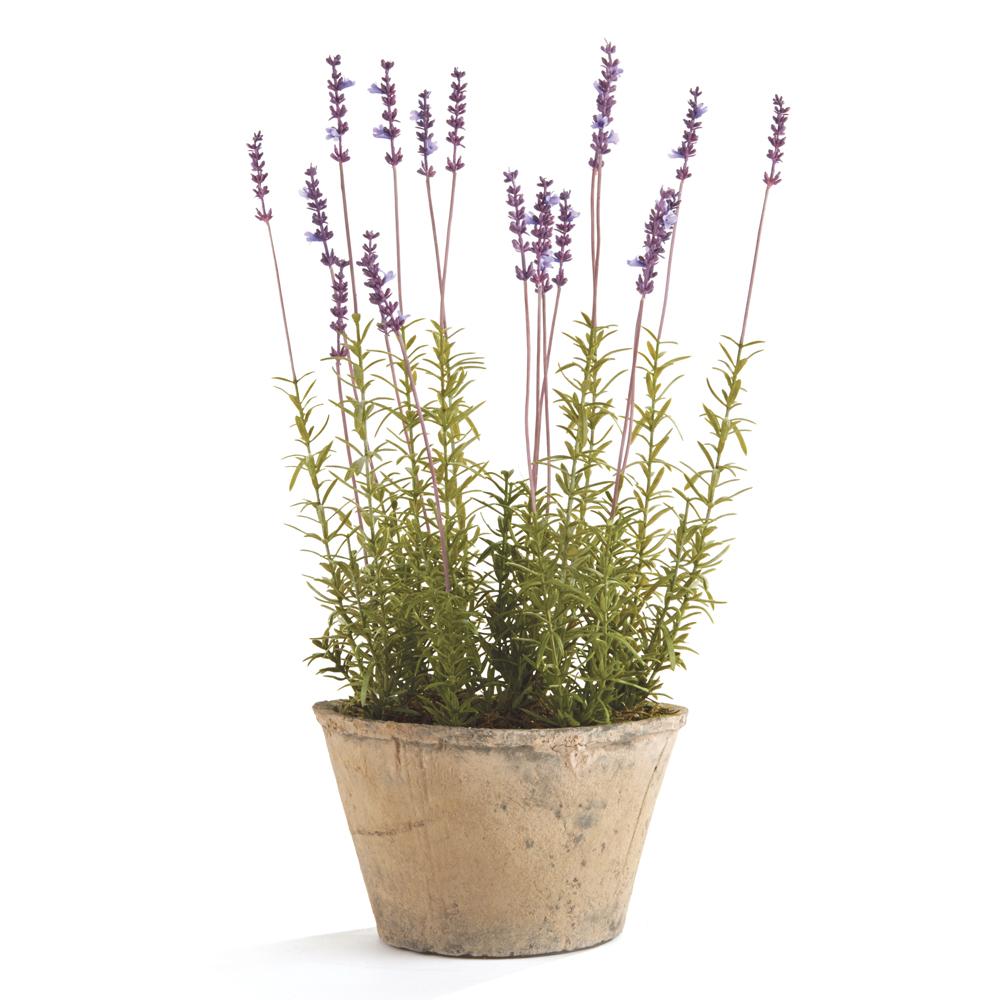 Napa  FRENCH LAVENDER POTTED 21"
