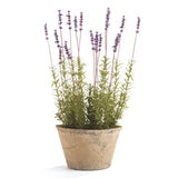 Napa  FRENCH LAVENDER POTTED 21"