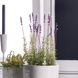 Napa  FRENCH LAVENDER POTTED 21"