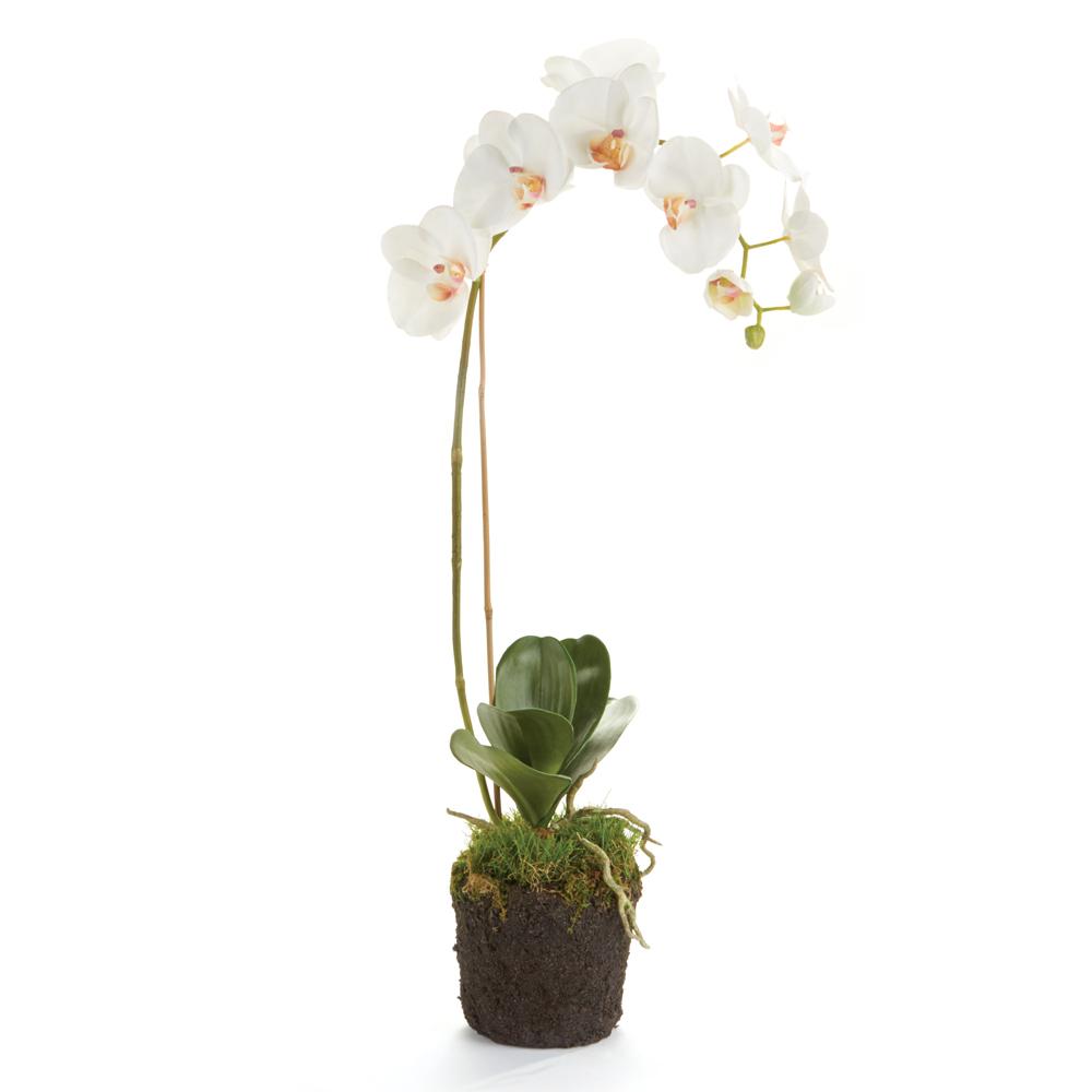 Napa White PHALAENOPSIS ORCHID DROP-IN 26"