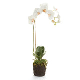 Napa White PHALAENOPSIS ORCHID DROP-IN 26"