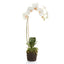 Napa White PHALAENOPSIS ORCHID DROP-IN 26"