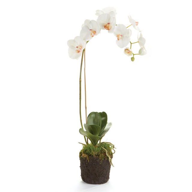 Napa White PHALAENOPSIS ORCHID DROP-IN 26"