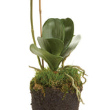 Napa White PHALAENOPSIS ORCHID DROP-IN 26"