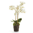 Napa White PHALAENOPSIS ORCHID DROP-IN 20"