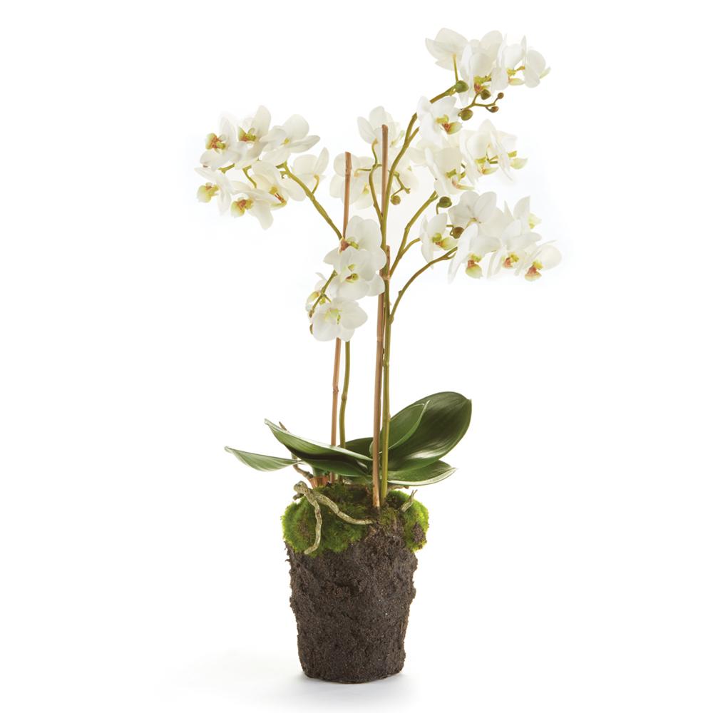 Napa White PHALAENOPSIS ORCHID DROP-IN 20"