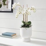 Napa White PHALAENOPSIS ORCHID DROP-IN 20"